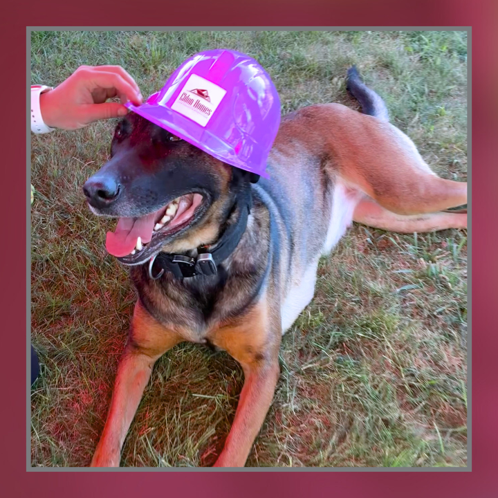 Dog wearing Eldon Homes toy hard hat