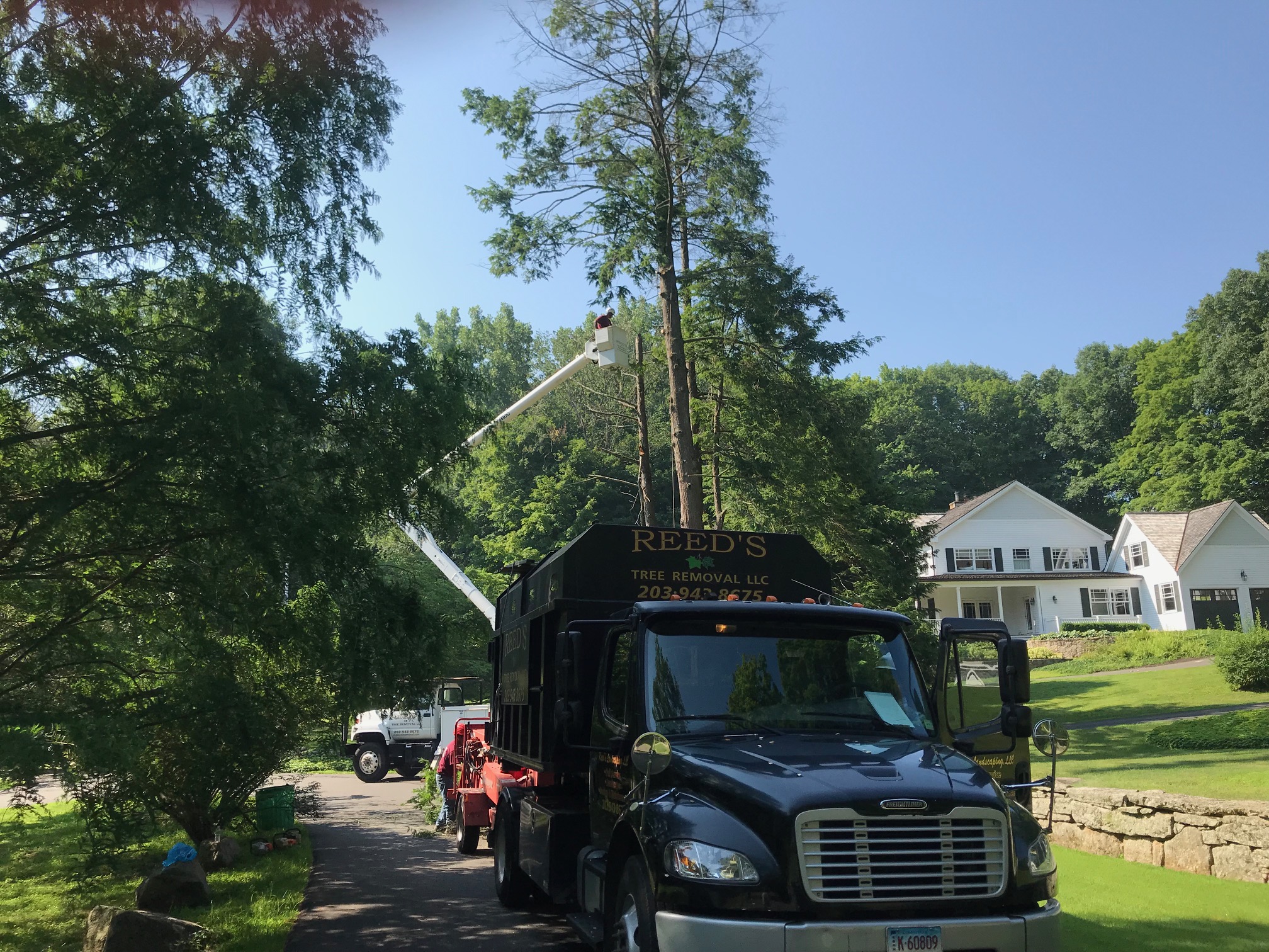 Stump Removal Louisville Ky