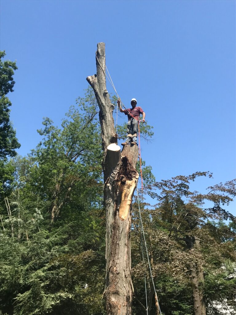 Tree Trimming