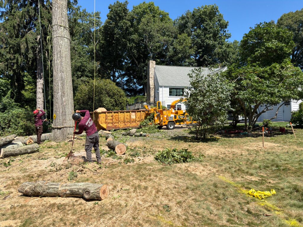 Stump Grinding