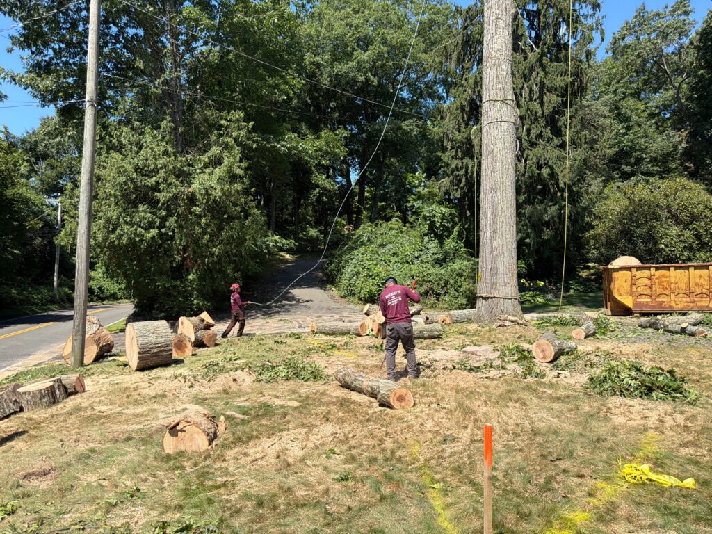 Stump Grinding