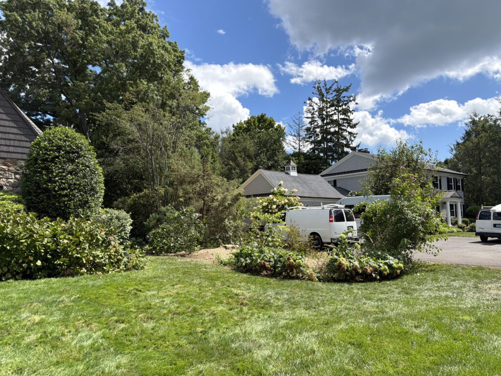 Expert Tree Removal in Stamford, CT