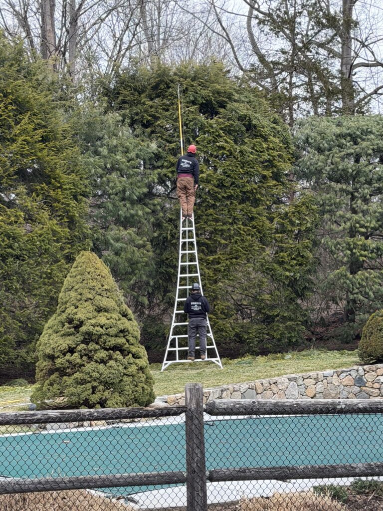 Tree Trimming
