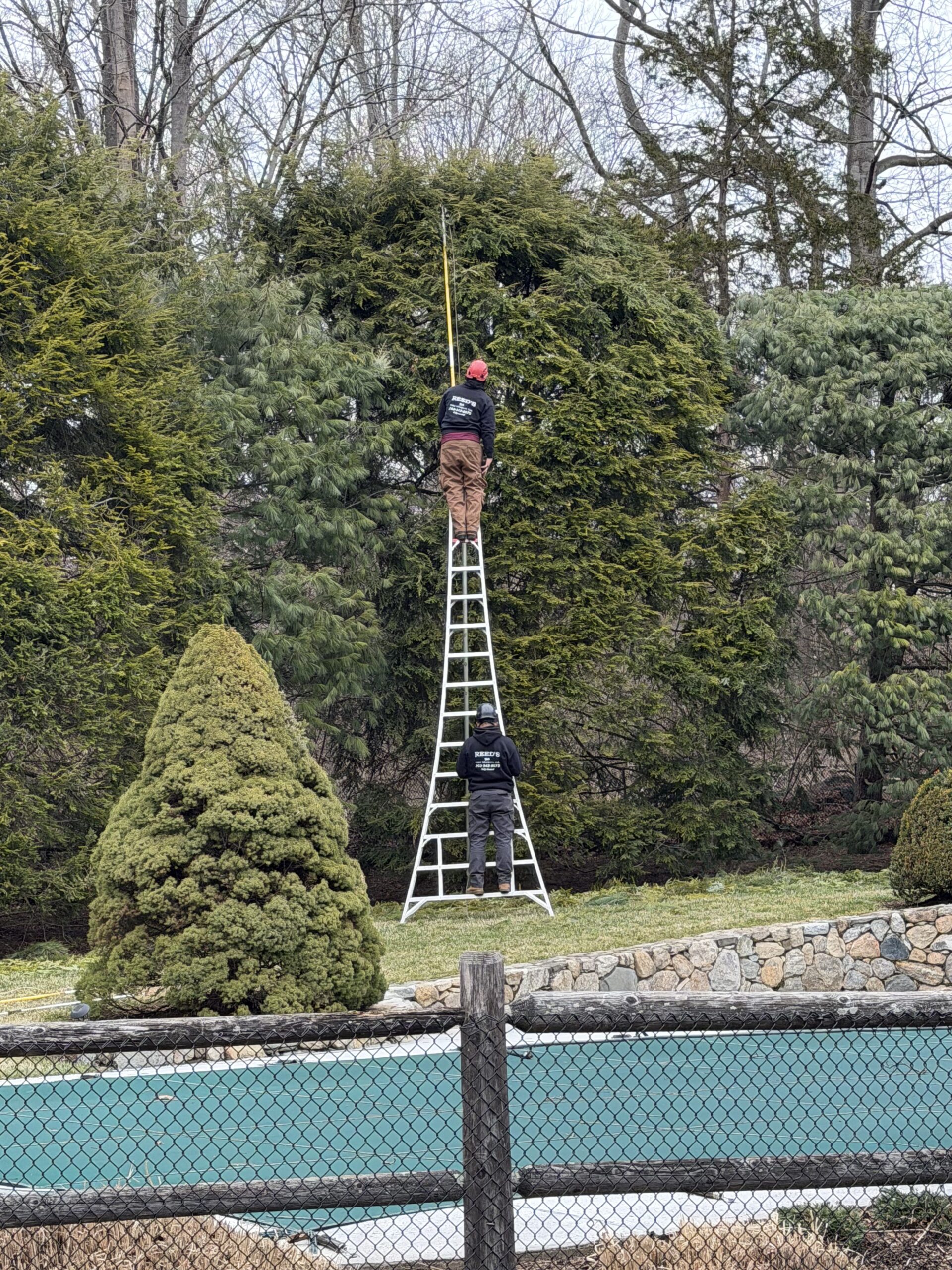 Professional Tree Removal in Norwalk, CT