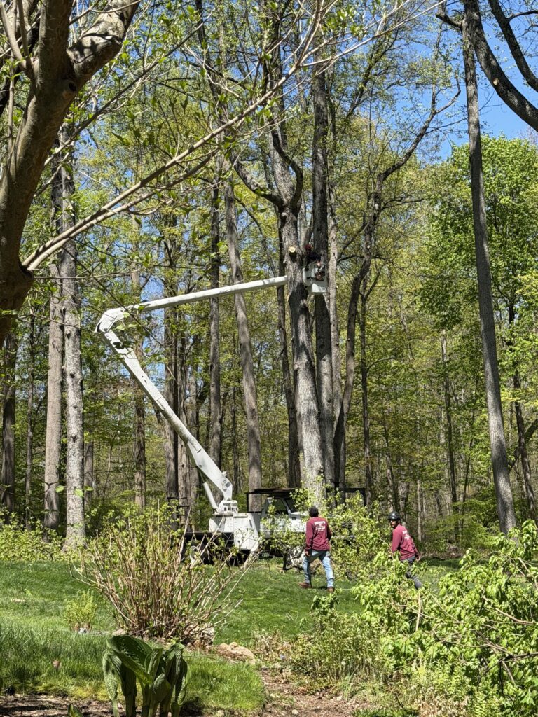 Land Clearing