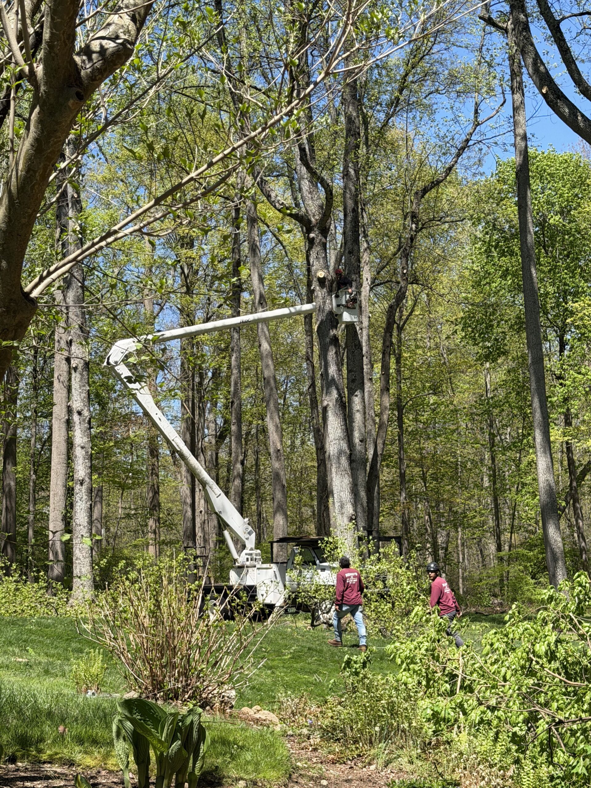 Expert Tree Removal in Darien, CT