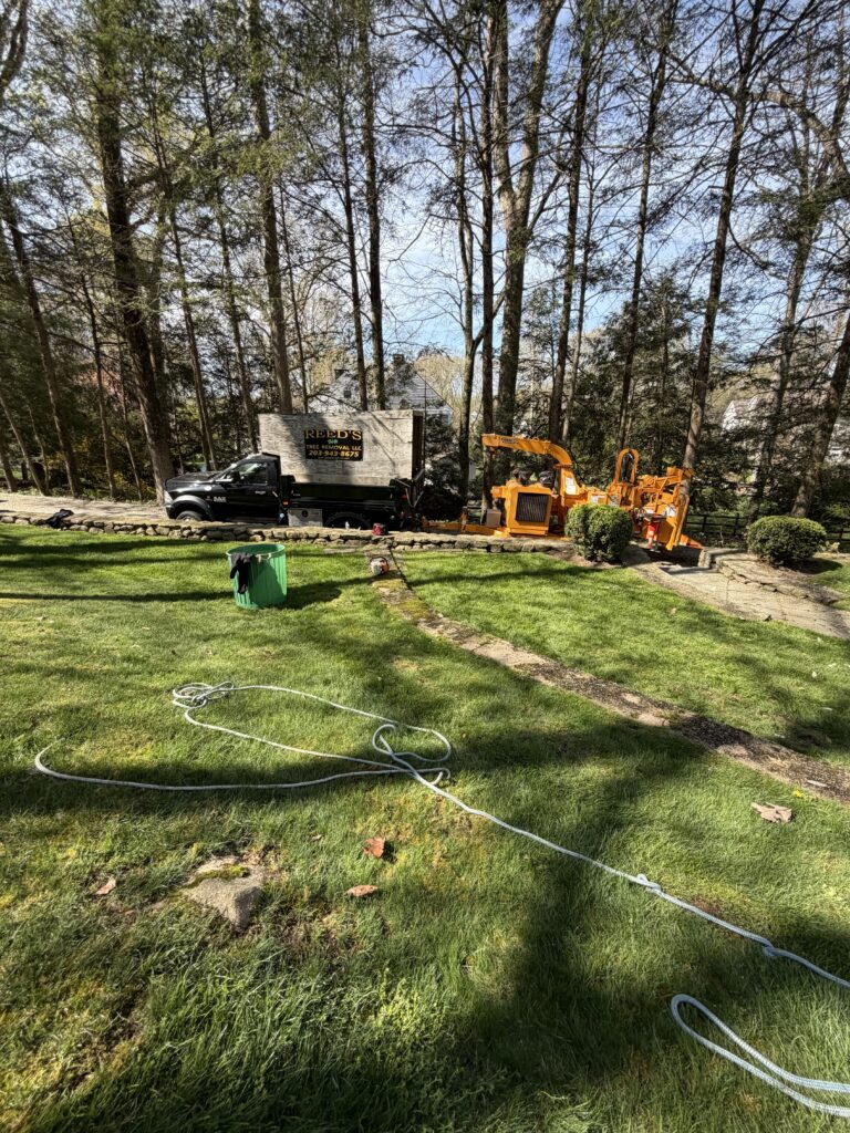 Tree Removal