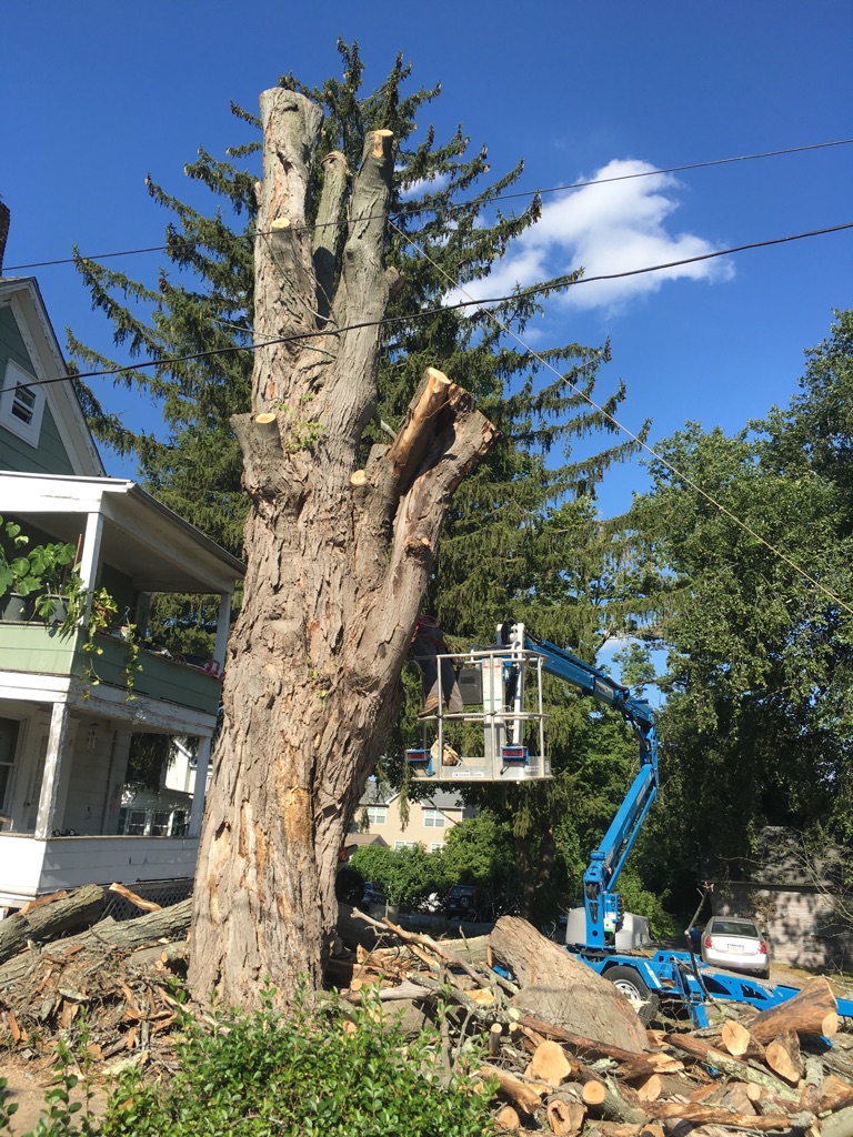 Common Tree Problems To Watch Out For EML Services